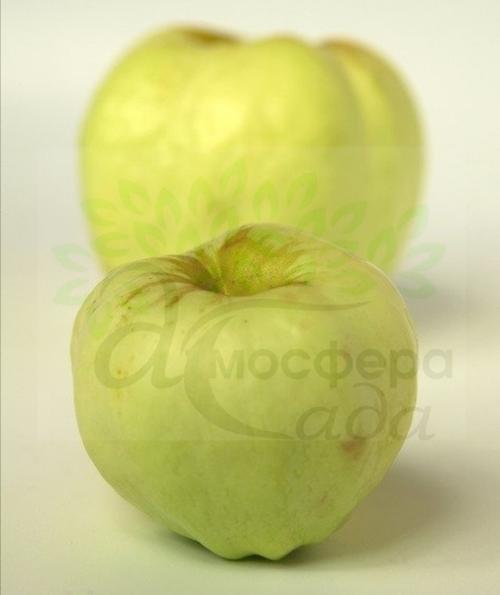 Яблуня Антонівка 600 грам 54-118 